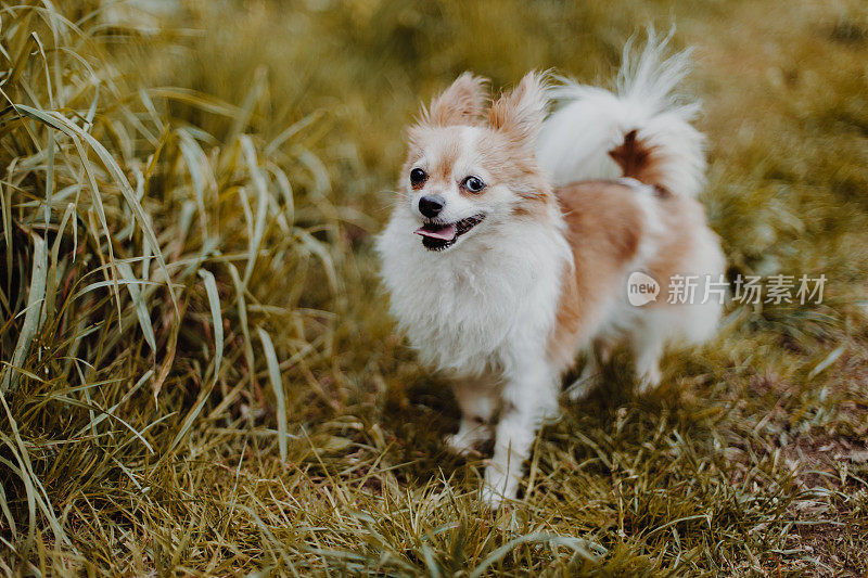 吉娃娃狗享受春天的户外活动