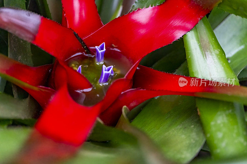 肉质植物开花