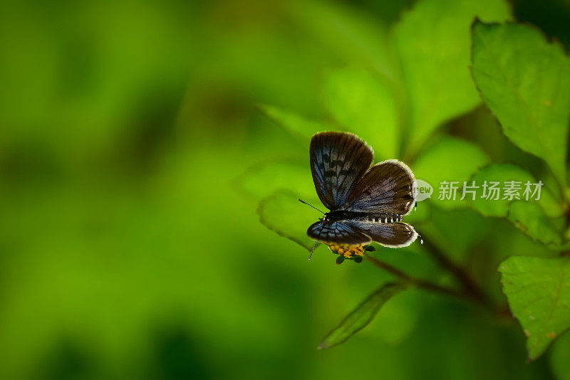 夏日里，蓝蝴蝶栖息在盛开的花朵上