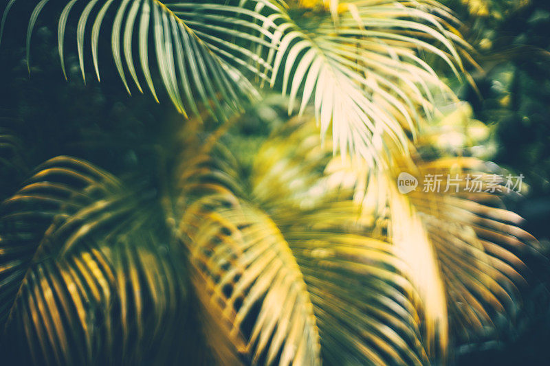 棕榈树叶。热带树木的背景