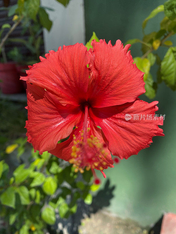 红色重瓣木槿植物的形象，开花的蜀葵树与红色花朵生长在夏季园林，模糊的叶子背景