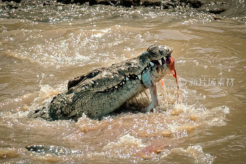 塞伦盖蒂国家保护区的鳄鱼正在吃斑马