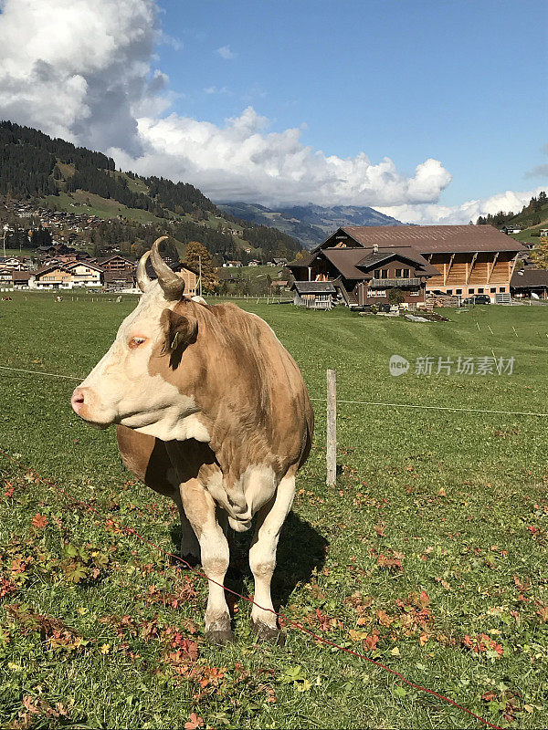 瑞士-伯尔尼州-阿德尔博登村-牛