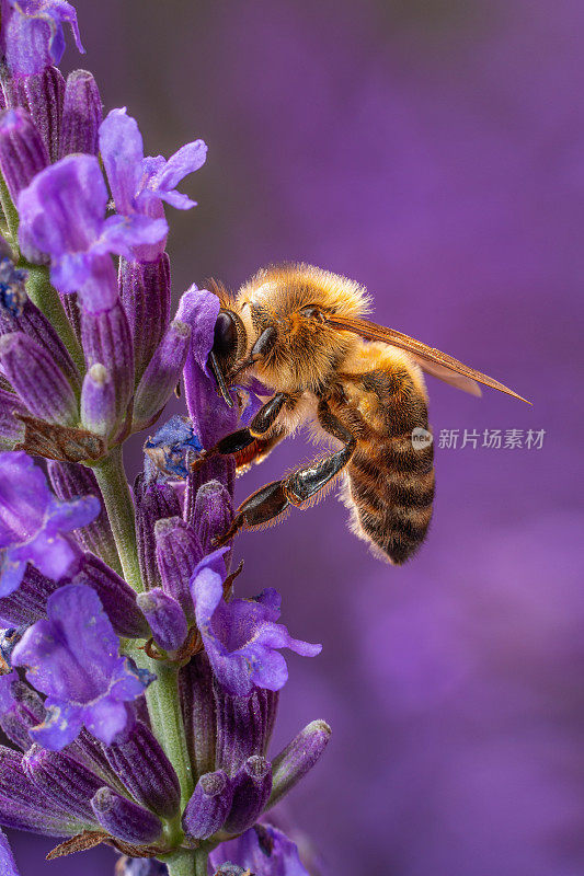 蜜蜂在薰衣草花上，宏