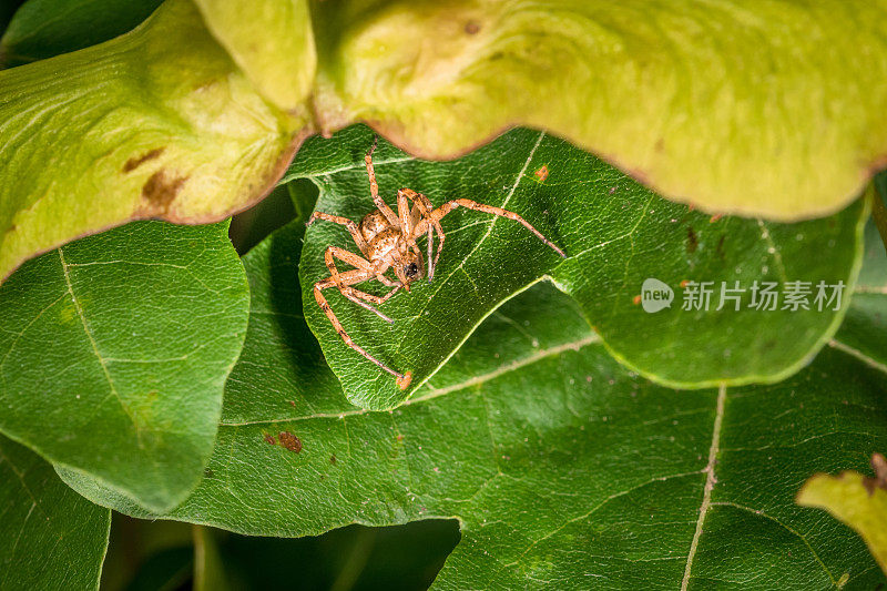蜘蛛潜伏在树叶间寻找猎物，吃一只捕获的苍蝇，德国