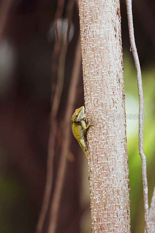 蜥蜴壁虎在大红杉树佛罗里达州美国