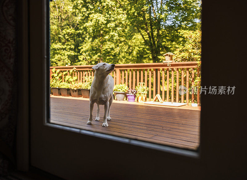 白杂种狗抬头一看，站在屋外的木阳台上。