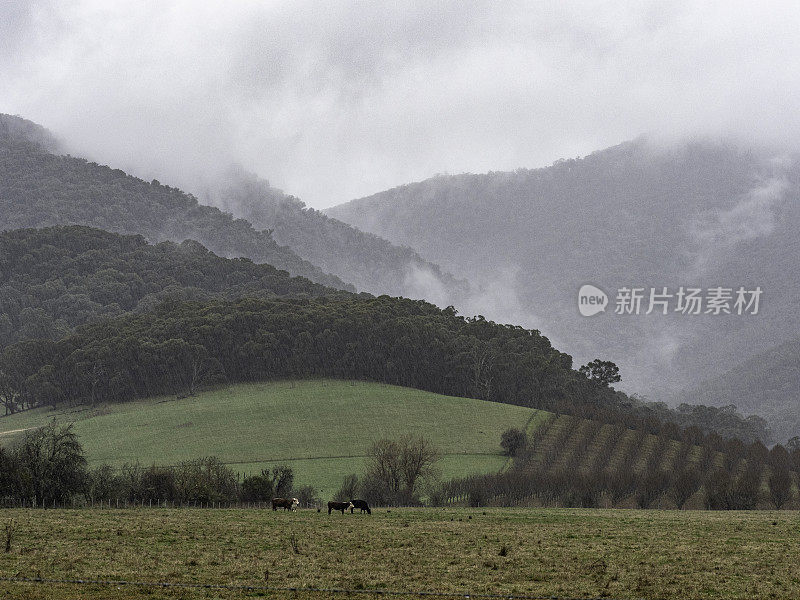 雨水落在有牛的农村农田上