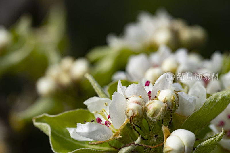 春天的苹果花特写