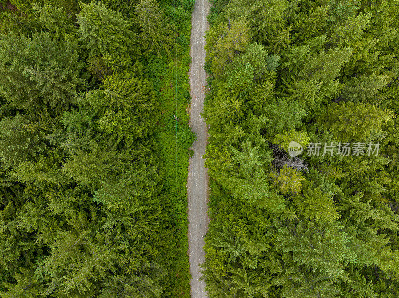 鸟瞰穿过原始森林的林间公路