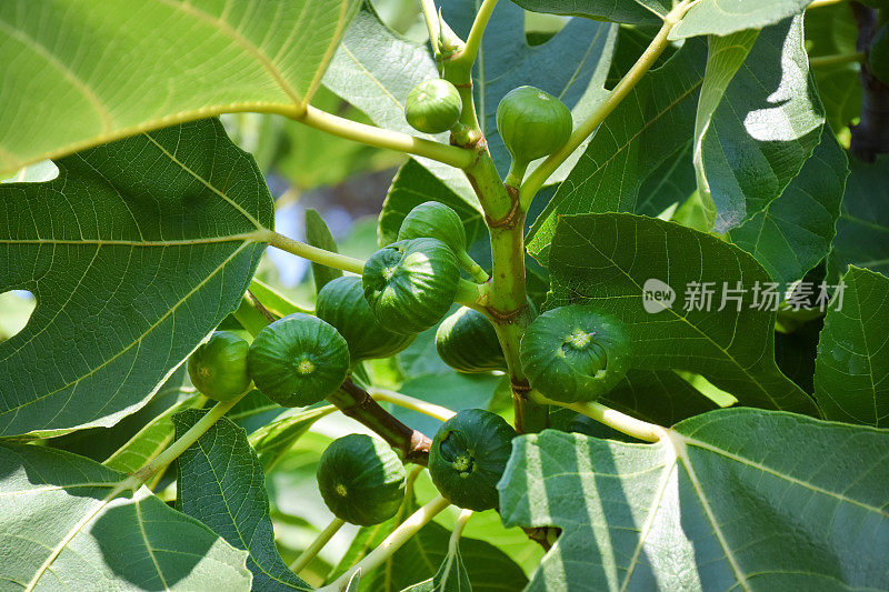 无花果树，新鲜的有机无花果在花园里的无花果树上