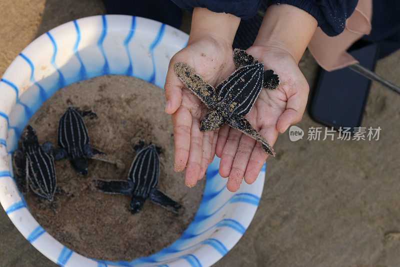 在亚齐海滩释放棱皮龟的裁剪图像