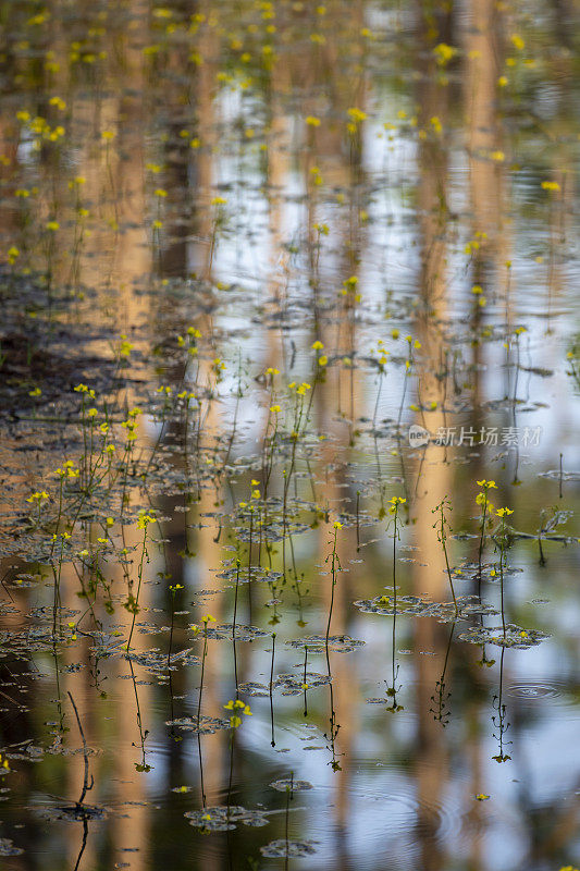 森林池塘，有许多黄色漂浮的狸草和不聚焦的树反射