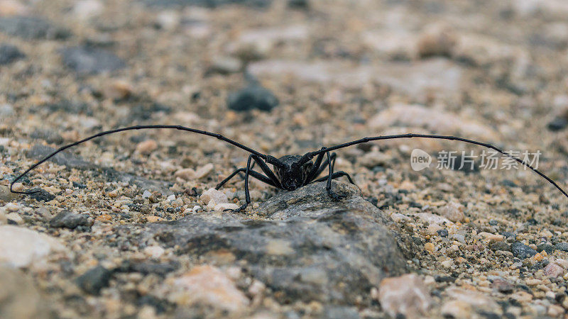 一种长着巨大触角的美丽黑甲虫