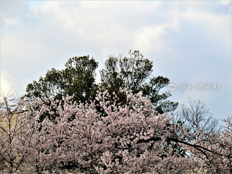 日本。4月。到处都是樱花。