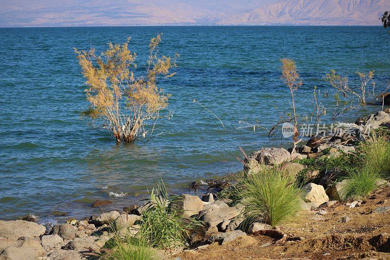以色列提比哩亚Kineret湖低岸边绿色阴影的美丽景色