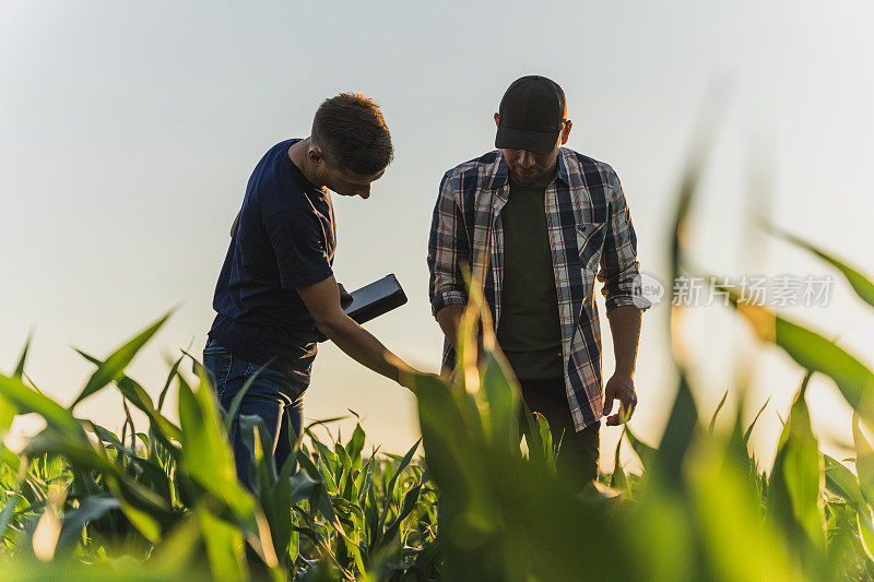 男性农民和农学家对照天空分析玉米田。农学家检查田地