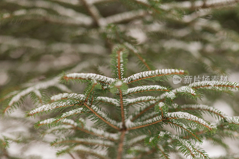 2022年12月，俄亥俄州奇利科特的雪天里，奇形怪状的雪树