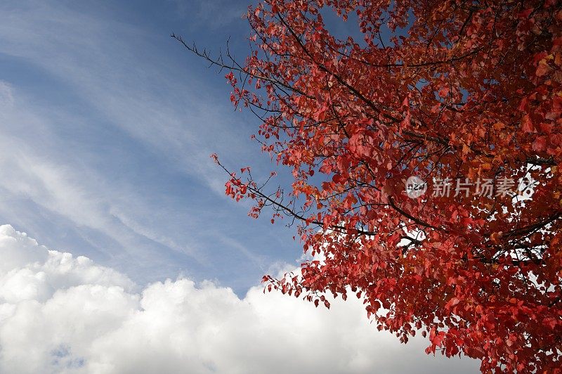 加拿大多云的天空和灿烂的秋叶