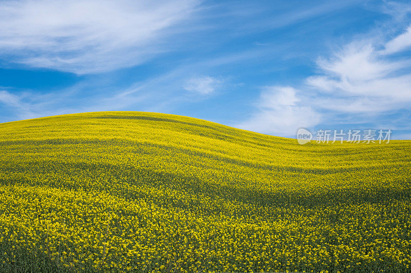 农村农业田地油菜籽田在开花和天空的背景-油菜籽田