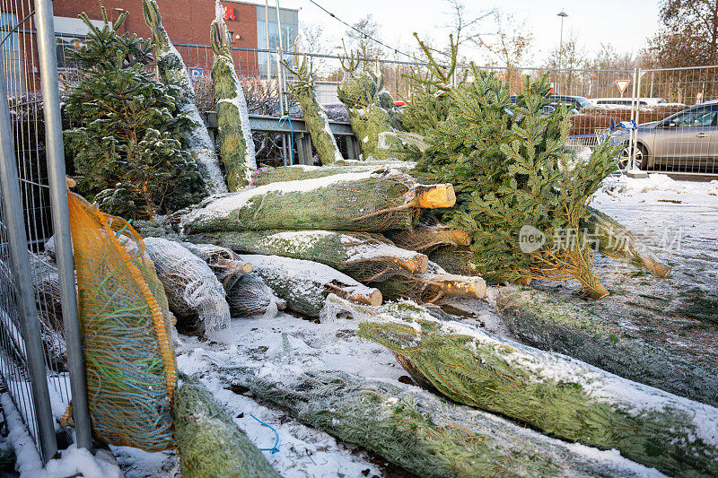 圣诞树市场上覆盖着白雪的圣诞树