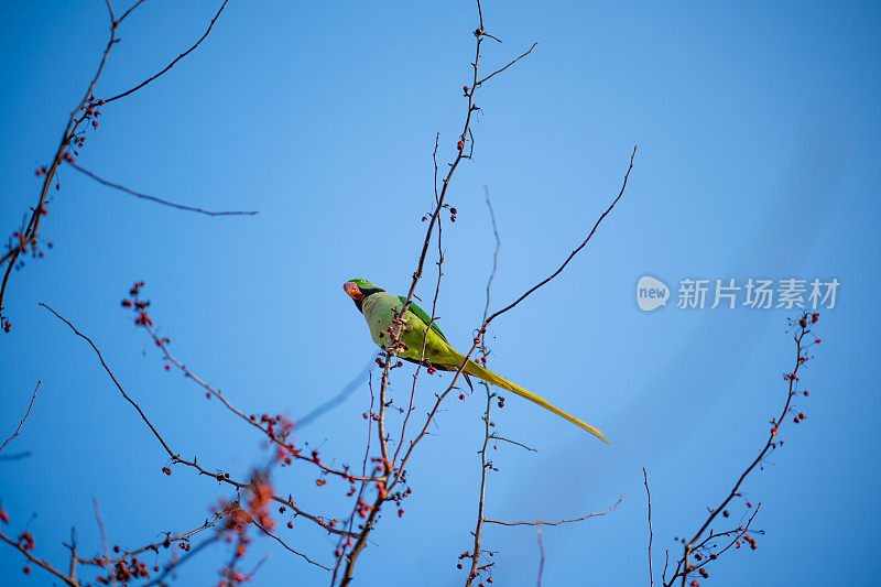 迁徙的环颈长尾鹦鹉正在吃树枝上的野生浆果