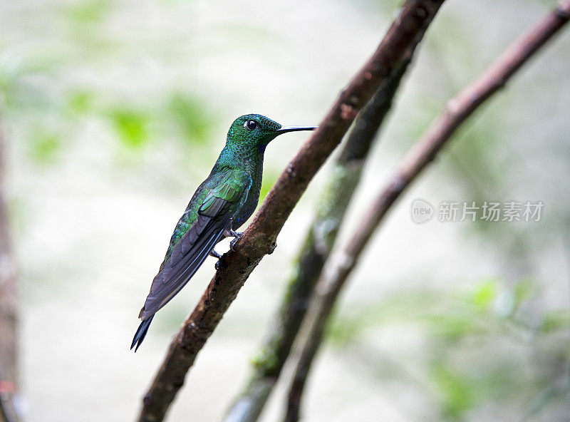 红树林蜂鸟，蒙特维德，哥斯达黎加