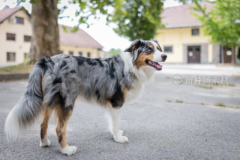 迷你美国牧羊犬