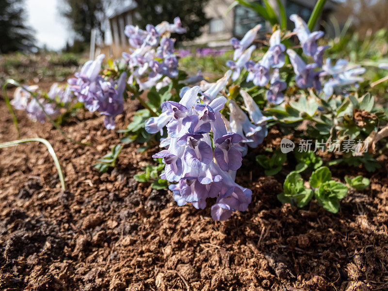 “蓝色宠儿”紫堇的特写镜头，在明亮的阳光下，花园中开花的总状花序，管状，蓝色花朵