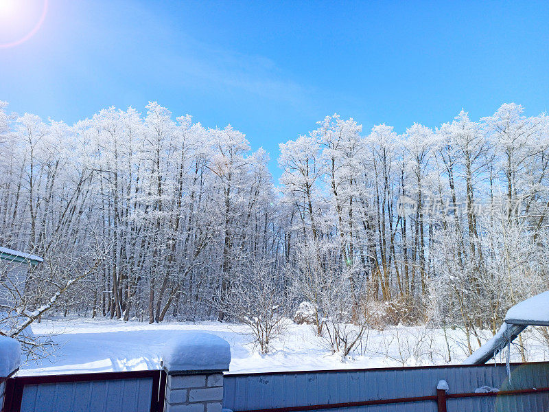 树上覆盖着白霜。严寒的天气。冬季公园有美丽的树木