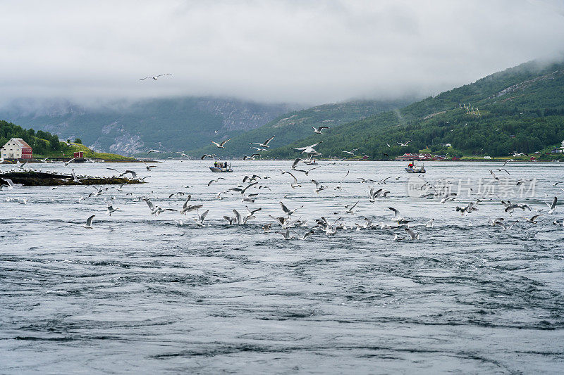 数百只海鸥在挪威峡湾的强烈潮流中捕鱼