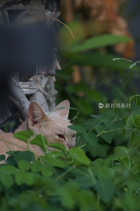 我的橙色宠物猫