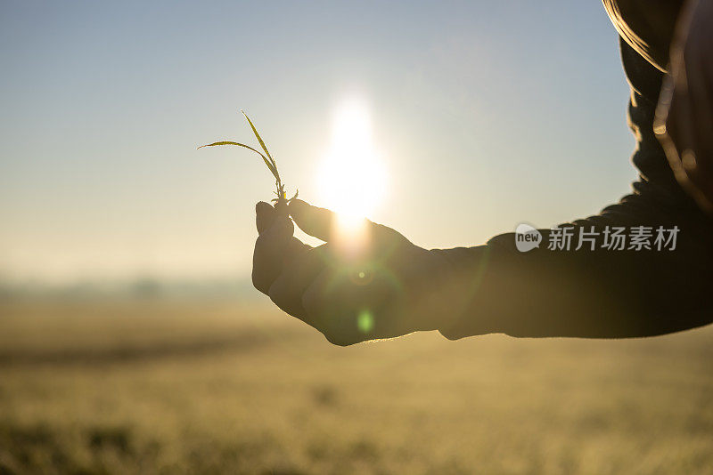 特写:一个男性农民，手里拿着一棵从农田里摘来的根的小植物，在阳光的背景下，在傍晚撕下了植物