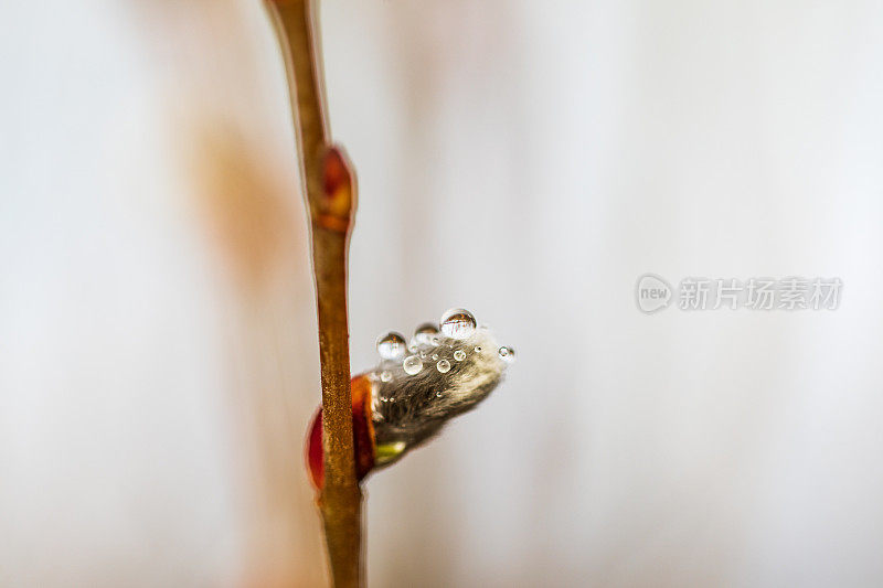 大自然中聚集在植物上的水珠的微距照片