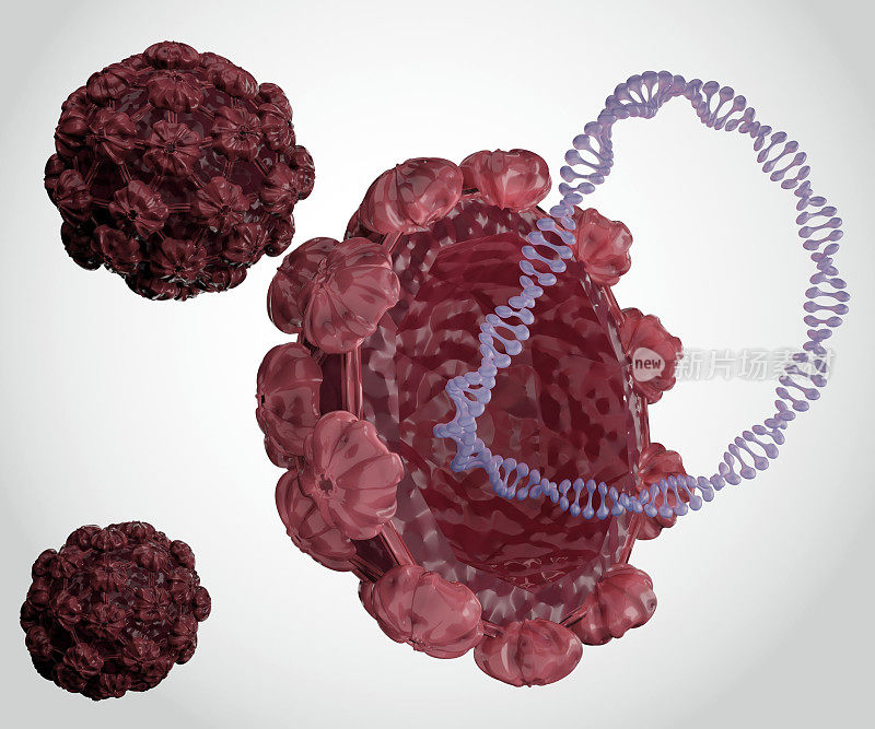 分离的人乳头瘤病毒双链环状DNA