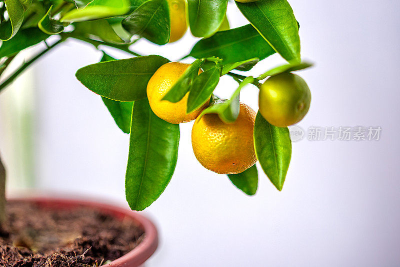 锅里的Calamondin