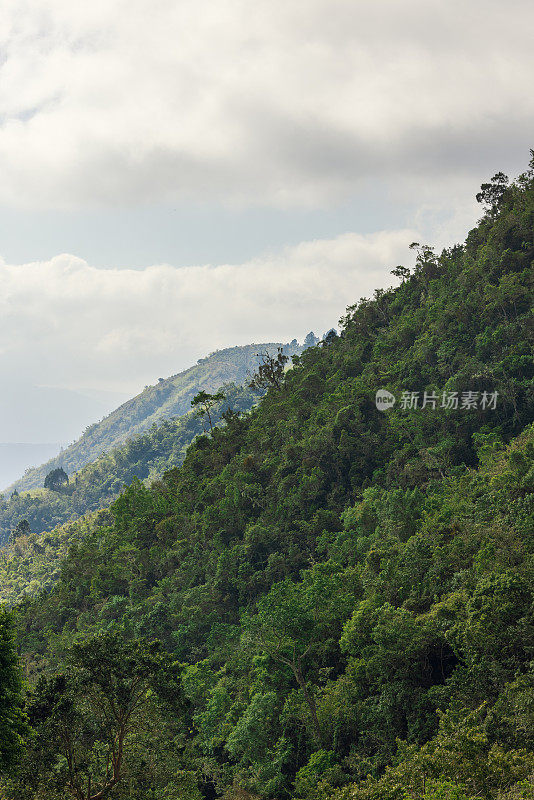 牙买加蓝山