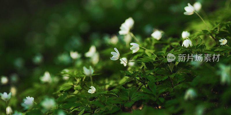 白色的春花。生物多样性。微距摄影。植物学