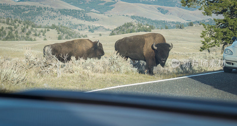 两头野牛穿过高速公路，阻碍了交通。在车内拍摄的照片。黄石国家公园。美国。