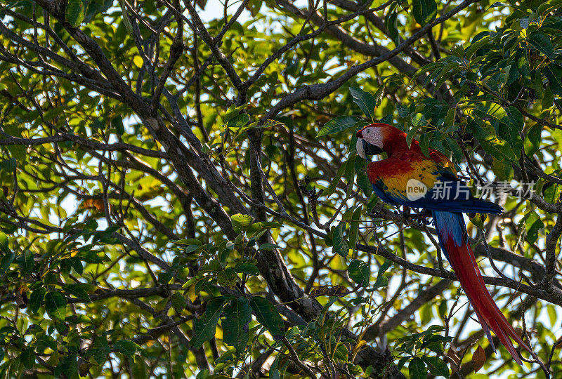 哥斯达黎加太平洋海岸曼努埃尔·安东尼奥国家公园的野生猩红金刚鹦鹉热带鸟类