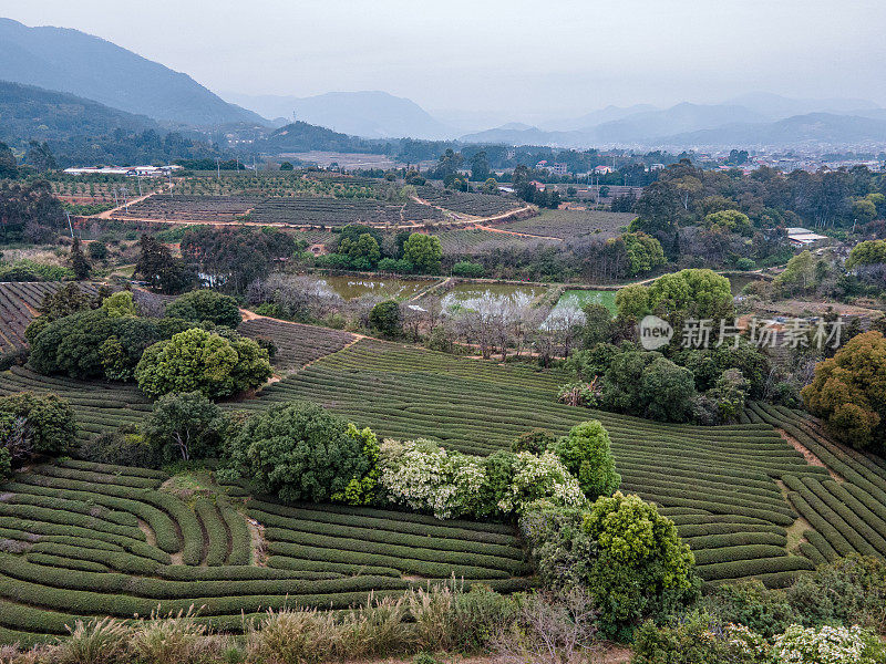 乡村农业种植园的鸟瞰图