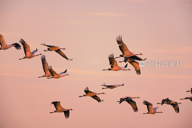 鹤鸟或普通鹤在秋天迁徙时在夕阳下飞行