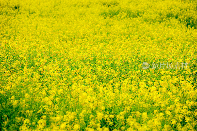 油菜花盛开在田野里