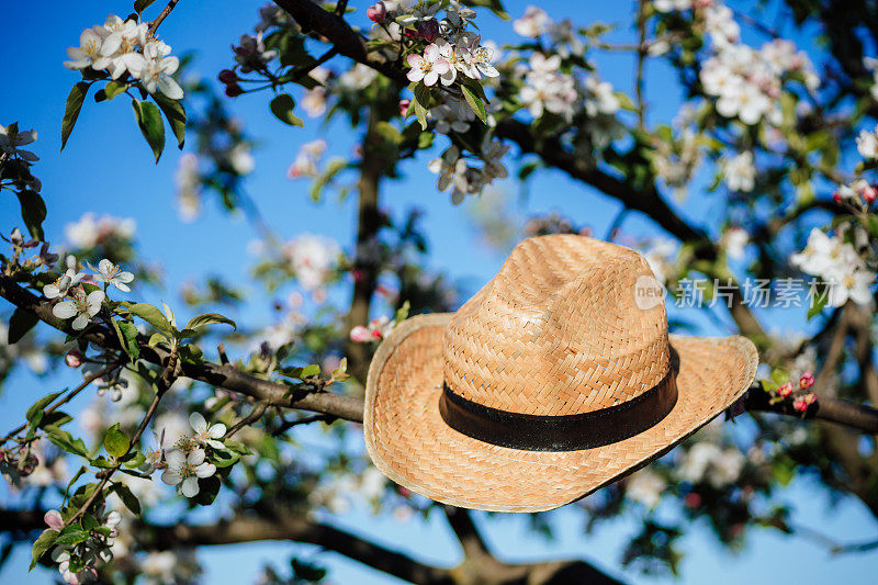 花园里盛开的苹果树上农民的草帽