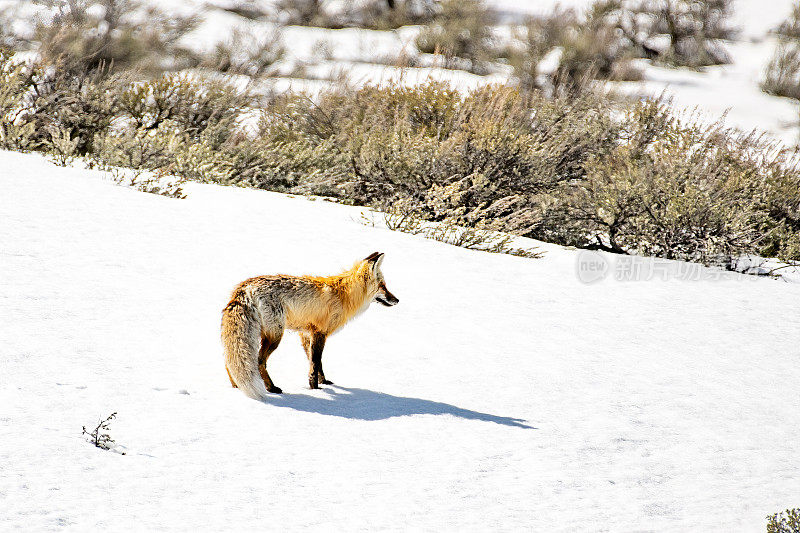 红狐站在雪山上观察黄石生态系统