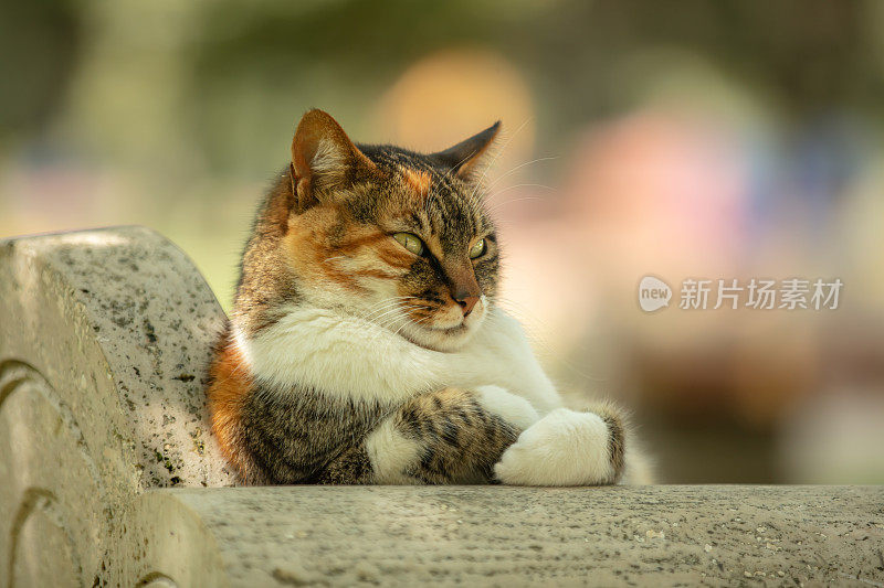 多色的流浪猫坐在公园的长椅上。