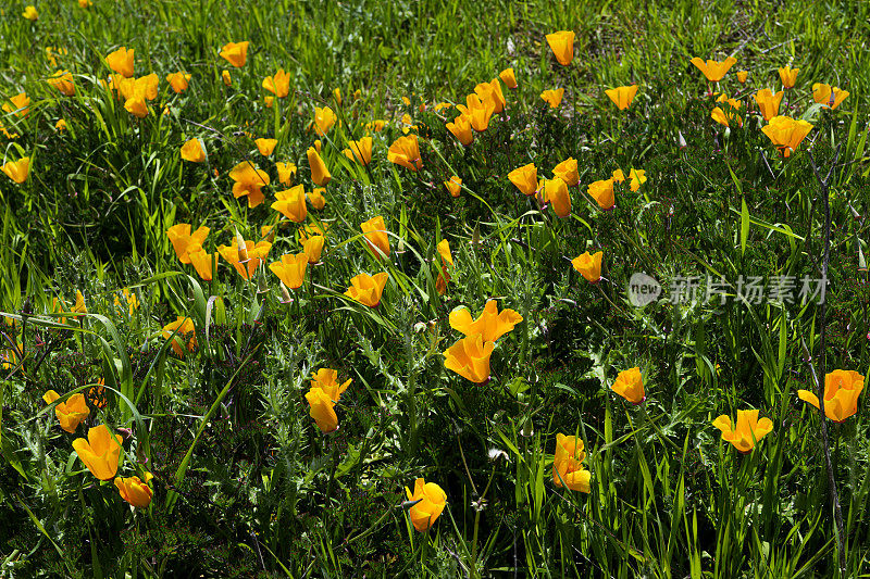 加利福尼亚罂粟野花在山坡上盛开的特写