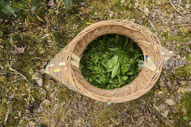 毯子里的新鲜茶叶。