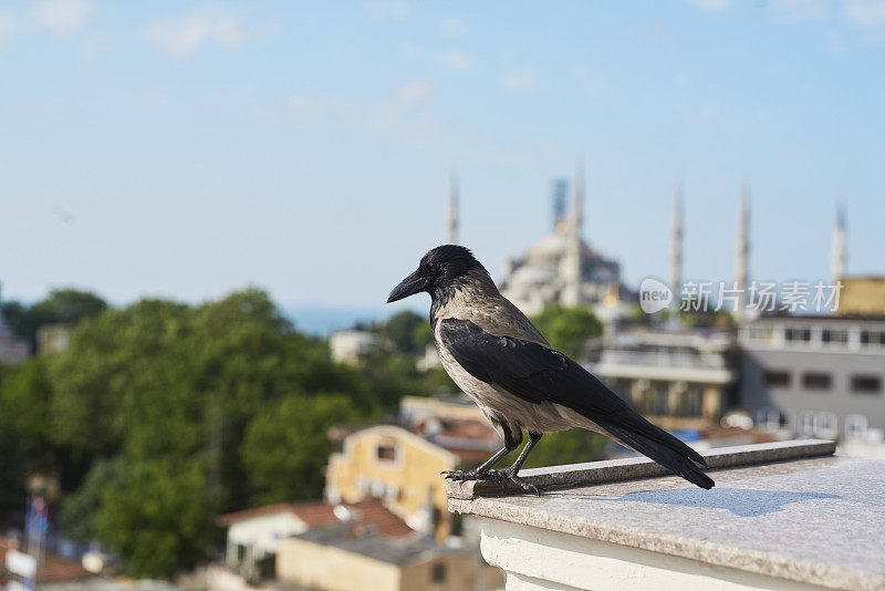 城市，土耳其楼顶的乌鸦和伊斯坦布尔的蓝天，用城市景观旅行和自然。欧洲的建筑，树和鸟坐在屋顶边缘，城市景观和平静的户外景色