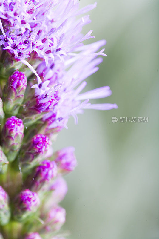 紫色Liatris